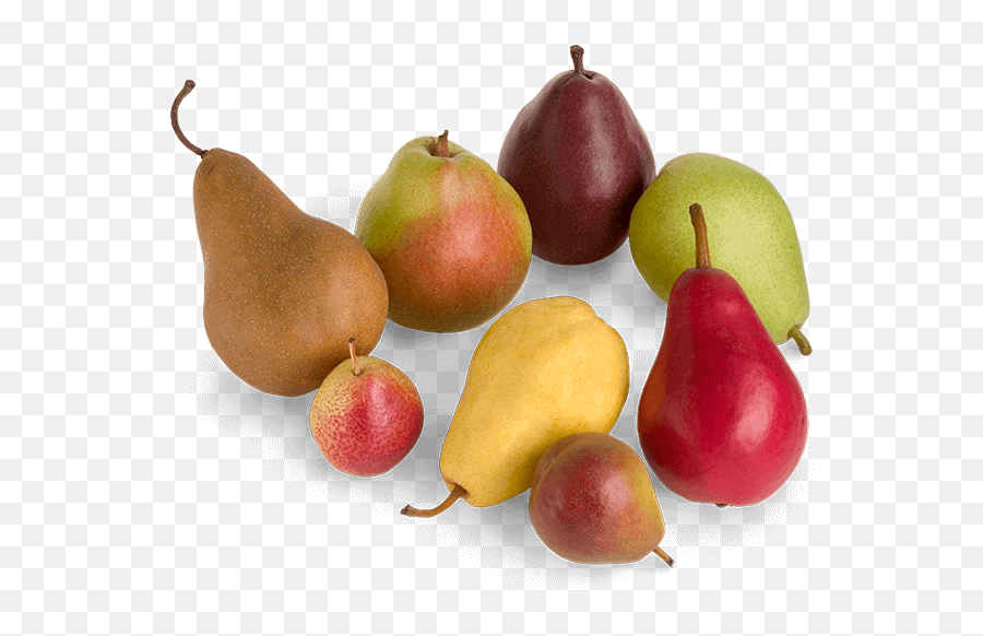 Different Color Pears Transparent Png - Pear Varieties,Pears Png