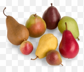 Different Color Pears Transparent Png - Pear Varieties,Pears Png