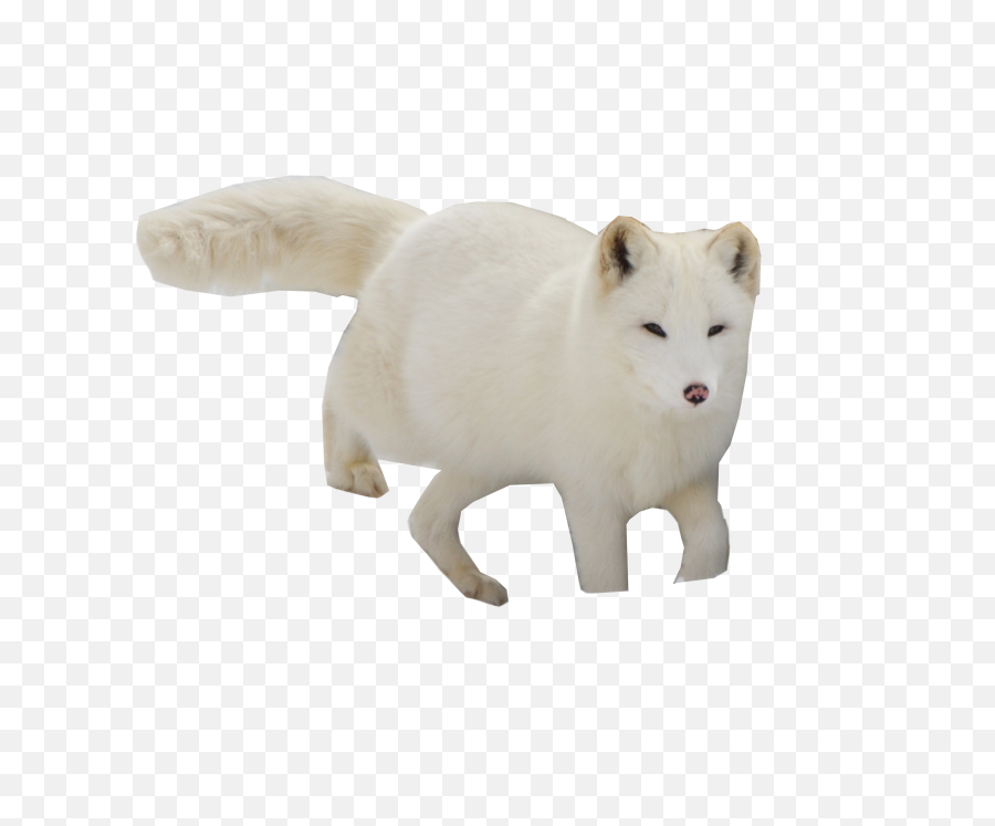 Download Hd Arctic Snow Fox Png Image - Snow Fox Transparent,Arctic Fox Png