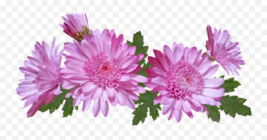 Png Transparent - Chrysanthemums Png,Chrysanthemum Png