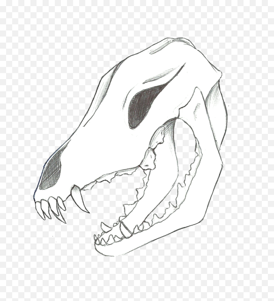 Wolf Skull - Calavera De Lobo Dibujo Full Size Png Illustration,Calavera Png