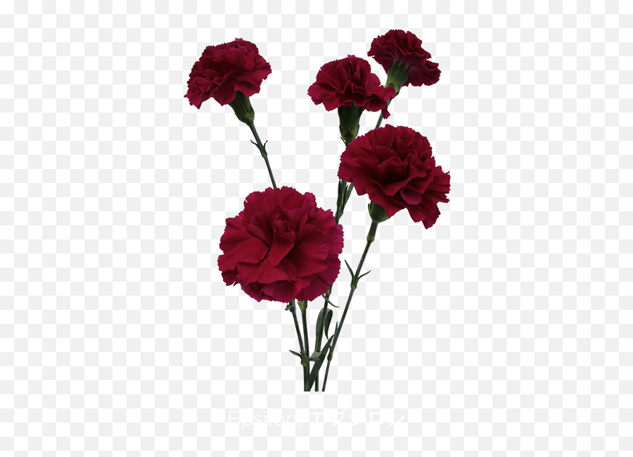 Carnation Png Download Free Clip Art - Carnation Free Transparent,Carnation Png