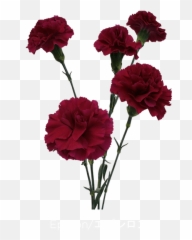Carnation Png Download Free Clip Art - Carnation Free Transparent,Carnation Png
