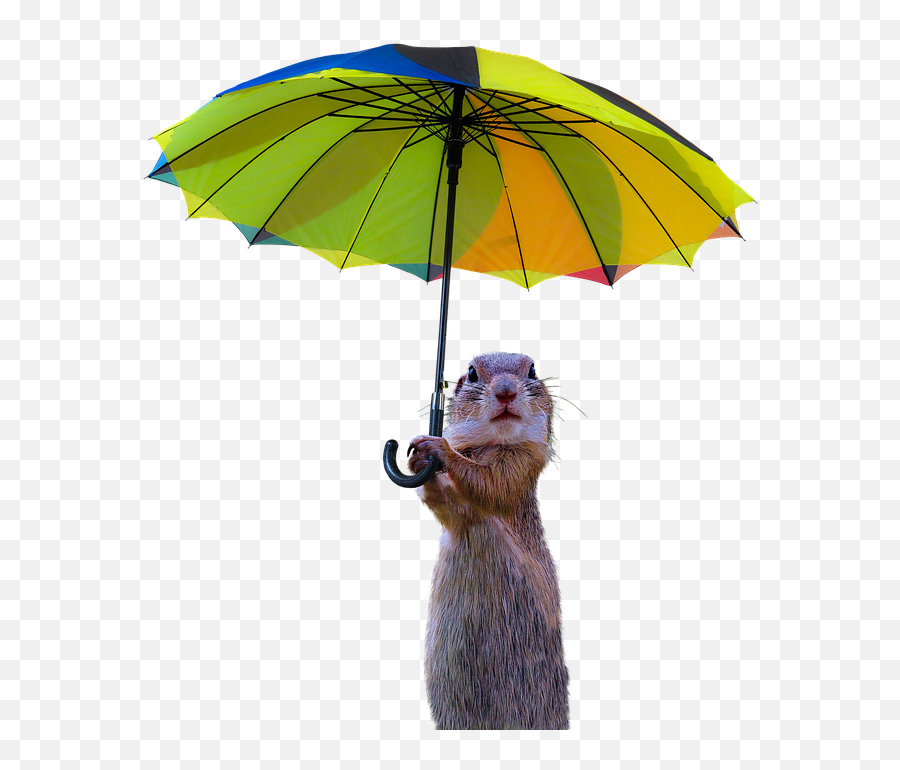 Animals Meerkat Isolated - Windy Weather Png,Meerkat Png