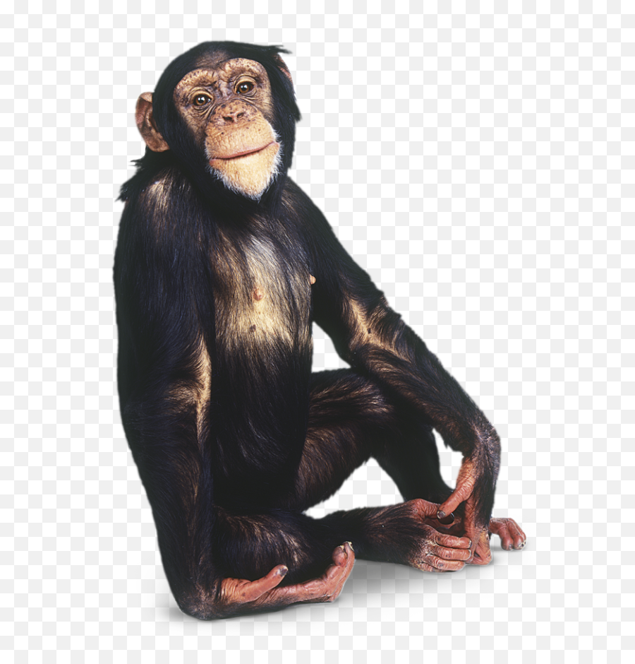 Sitting Transparent Background Image - Monkey Transparent Background Png,Monkey Transparent Background