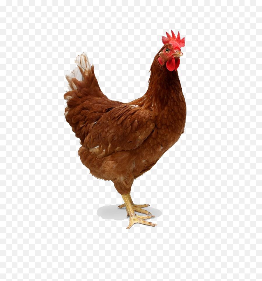 Chicken Png Image - Animals With Two Legs,Chicken Png