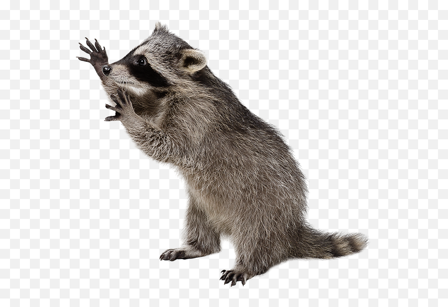City Wildlife Control - Raccoon Png,Racoon Icon