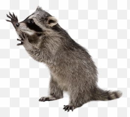 City Wildlife Control - Raccoon Png,Racoon Icon