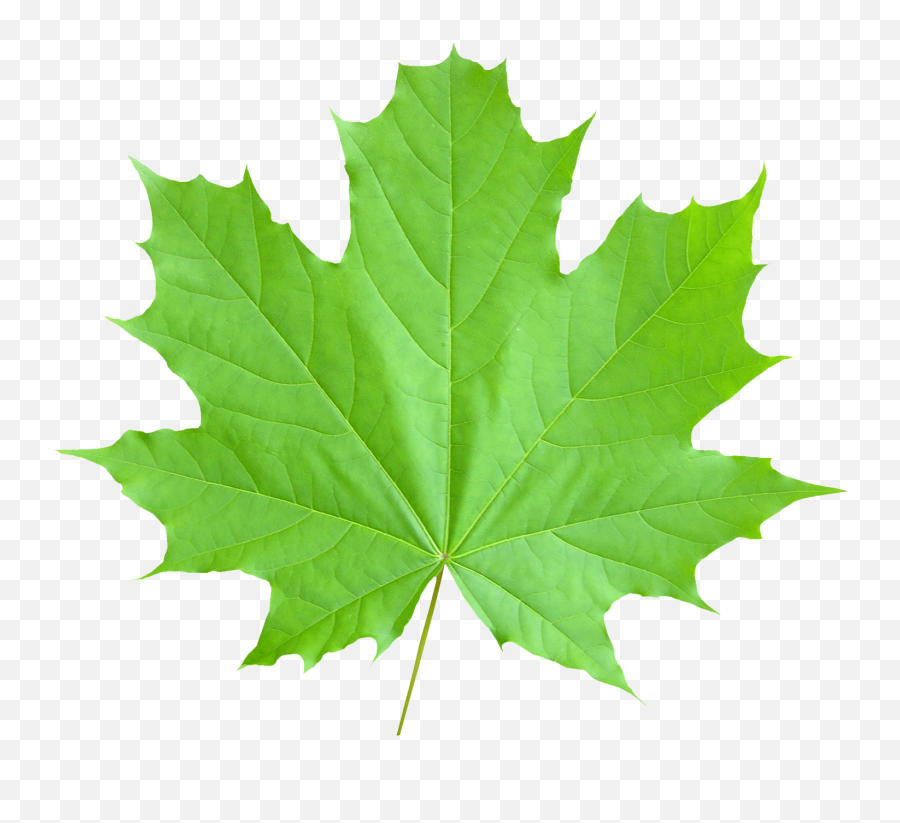 Download Maple Leaf Png Image For Free - Canada Climate Change Solution,Canada Maple Leaf Png