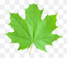 Download Maple Leaf Png Image For Free - Canada Climate Change Solution