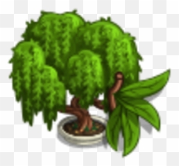 Weeping Willow Bonsai Tree Farmville Wiki Fandom - png