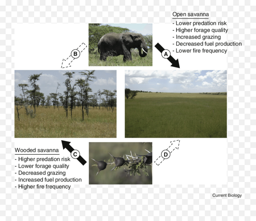 Landscape Implications Of An Ant - Acacia Mutualism In African Symbiotic Relationship In Savanna Png,Tree Top Down Png