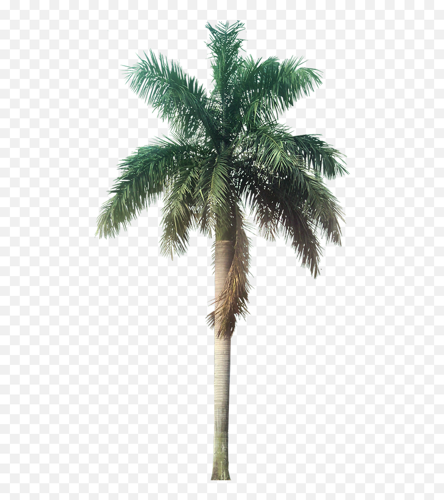 Plant Images With - Transparent Background Palm Tree Png,Transparent Pic