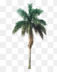 Plant Images With - Transparent Background Palm Tree Png
