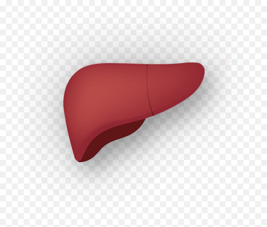 What Is Hepatitis C Understanding Hep - Comfort Png,Liver Png