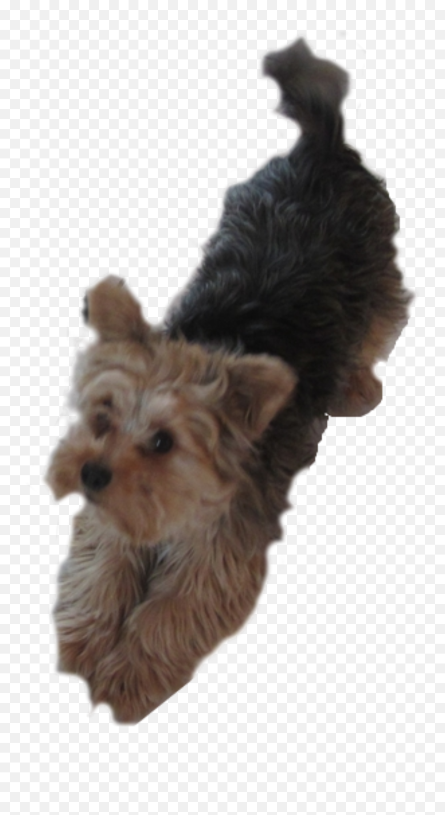 Puppy Clipart Yorkie - Transparent Png Puppies Yorkies Yorkshire Terrier,Puppy Clipart Png