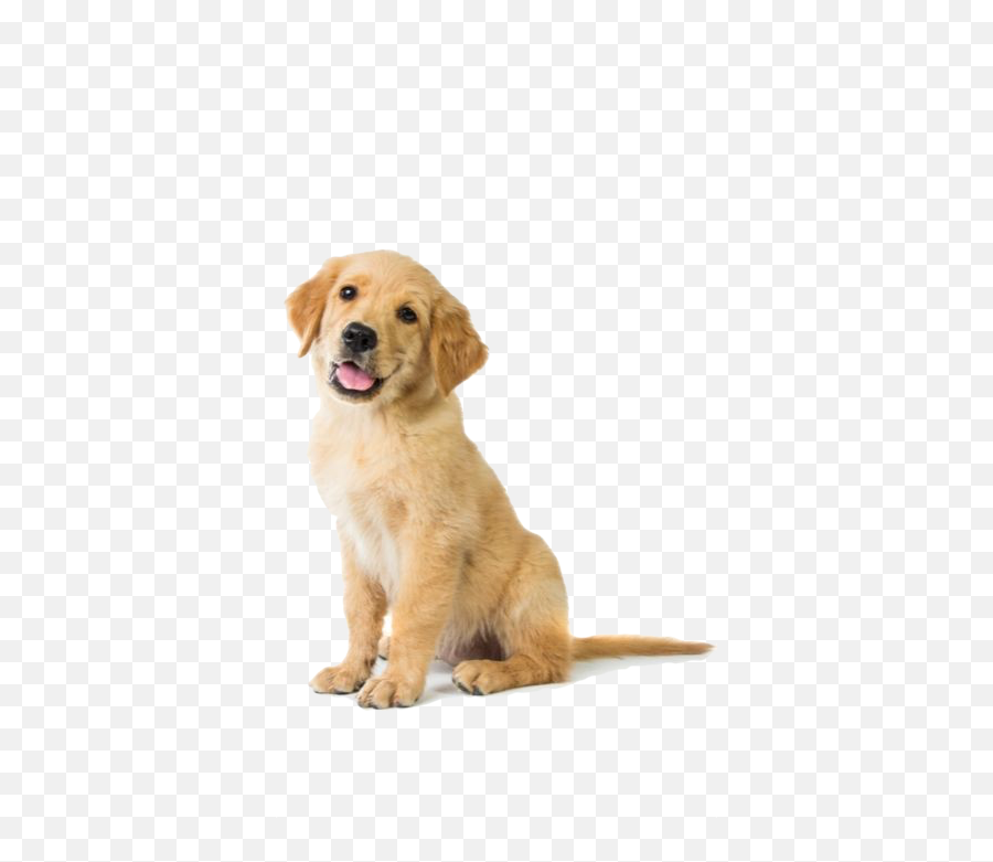 Alimentação Natural Para Cachorro E Gato Em Curitiba - Golden Retriever Puppies Png,Cachorro Png