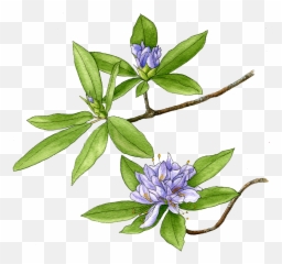 Azalea - Berkeley Horticultural Nursery Berkeley Gentiana Png,Azalea Png