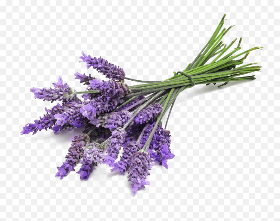 Lavender Bunch Close Up Transparent Png - Transparent Transparent Background Lavender,Lavender Png