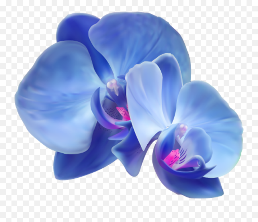 Png Images Violets - Png Flor Orquidea Azul,Violets Png