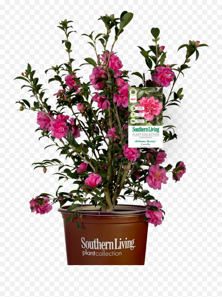 Alabama Beauty Camellia - Southern Living Png,Bougainvillea Png