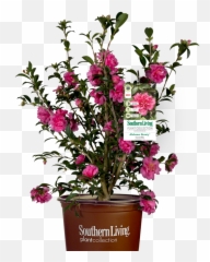 Alabama Beauty Camellia - Southern Living Png,Bougainvillea Png