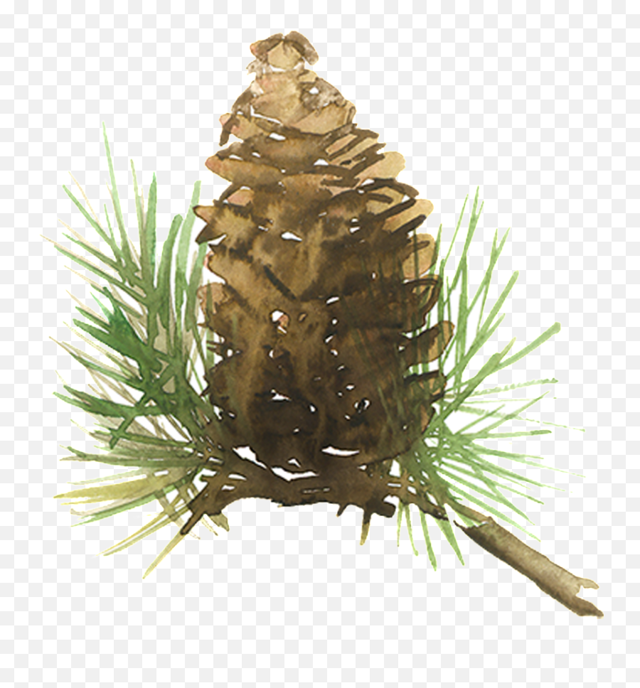 Beautiful Painted Pine Needles Hd Png - Watercolor Pine Cone Png,Pine Cone Png