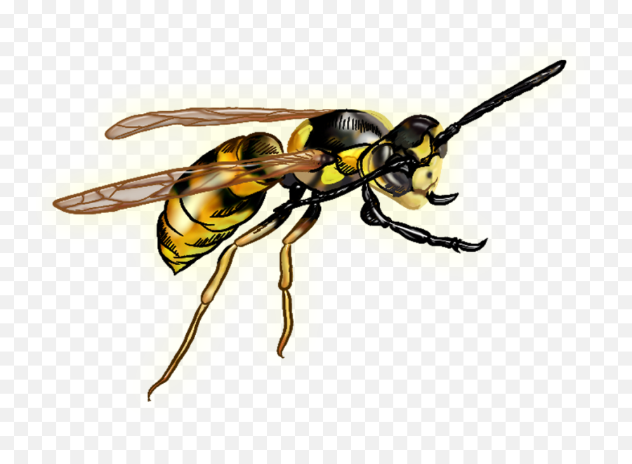 Hornet Wasp Transparent Image - Wasp Png,Hornet Png