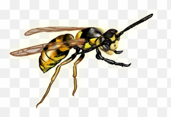 Hornet Wasp Transparent Image - Wasp Png,Hornet Png