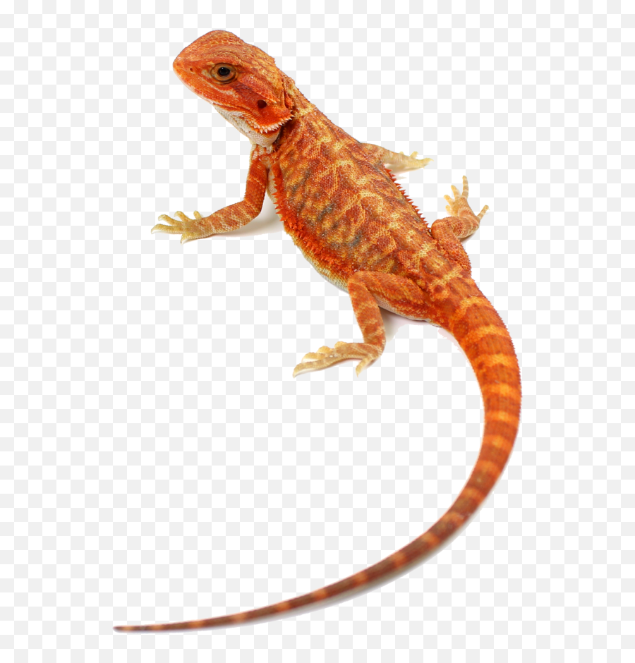Home U2022 Central Bearded Dragons - Agama Png,Bearded Dragon Png