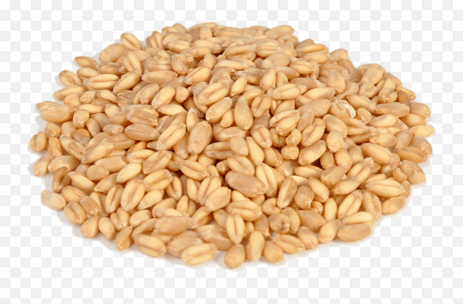 Wheat Png Clipart Background - Wheat Grain Scoop Png,Wheat Png