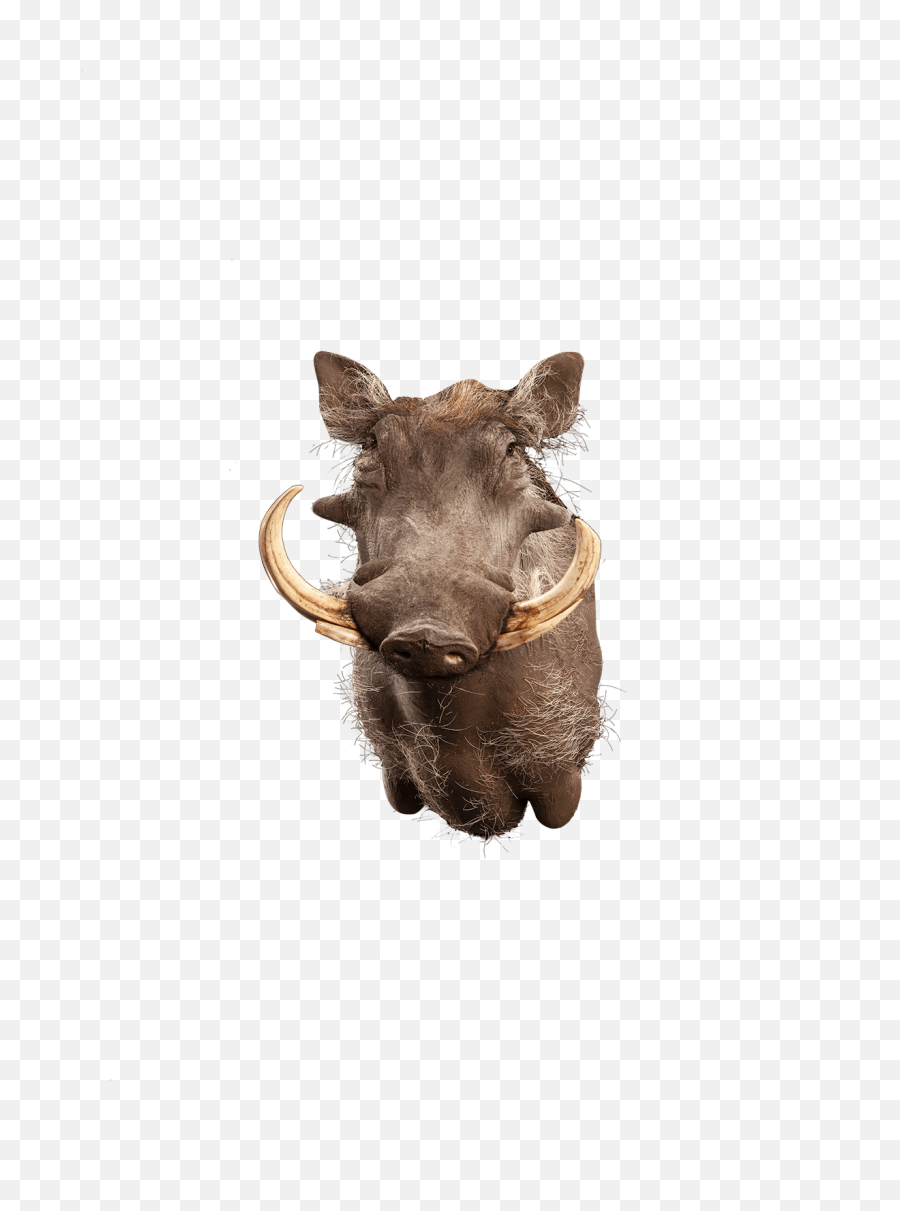 Our Work - Common Warthog Png,Warthog Png