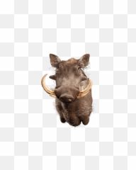 Our Work - Common Warthog Png,Warthog Png