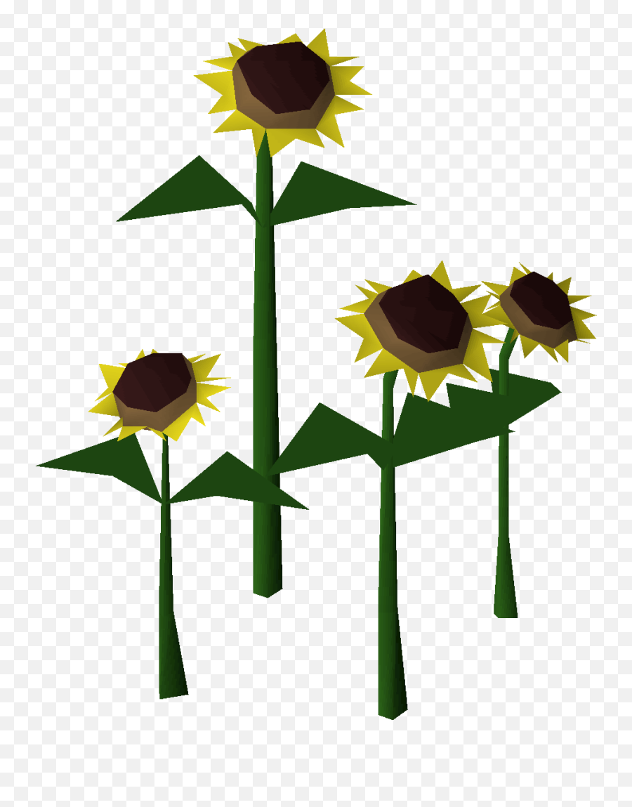Sunflower - Osrs Wiki Fresh Png,Sunflowers Png