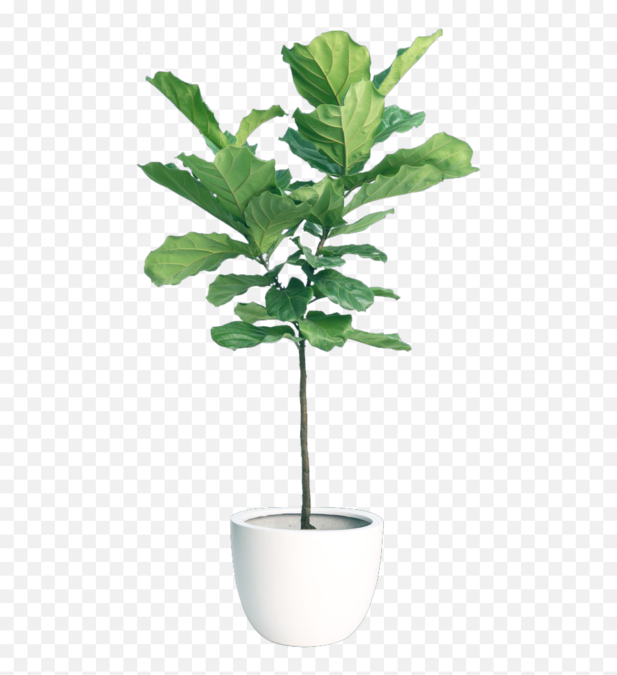 Download Hd Fiddleleaf Fig - Indoor Plants Transparent Png Fiddle Leaf Fig Png,Fig Png