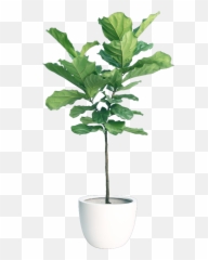 Download Hd Fiddleleaf Fig - Indoor Plants Transparent Png Fiddle Leaf Fig Png,Fig Png