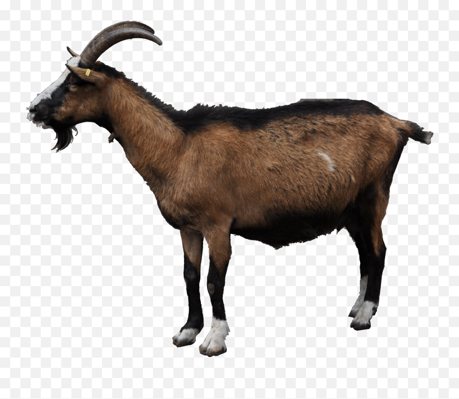 Clipart Of Goat The And - Goat On Transparent Background Png,Goats Png