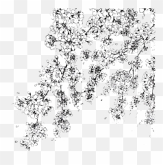 Drawn Cherry Blossom Transparent Pencil Png