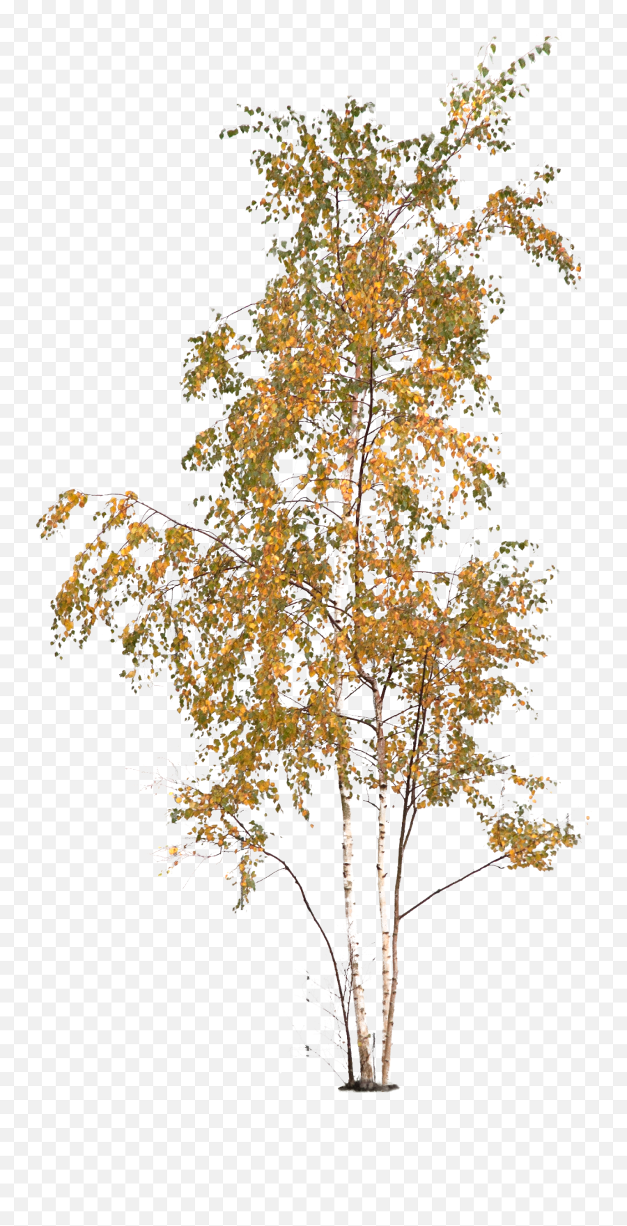 Aspen Tree Png - Temperate Broadleaf And Mixed Forest,Aspen Tree Png