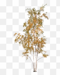 Aspen Tree Png - Temperate Broadleaf And Mixed Forest,Aspen Tree Png