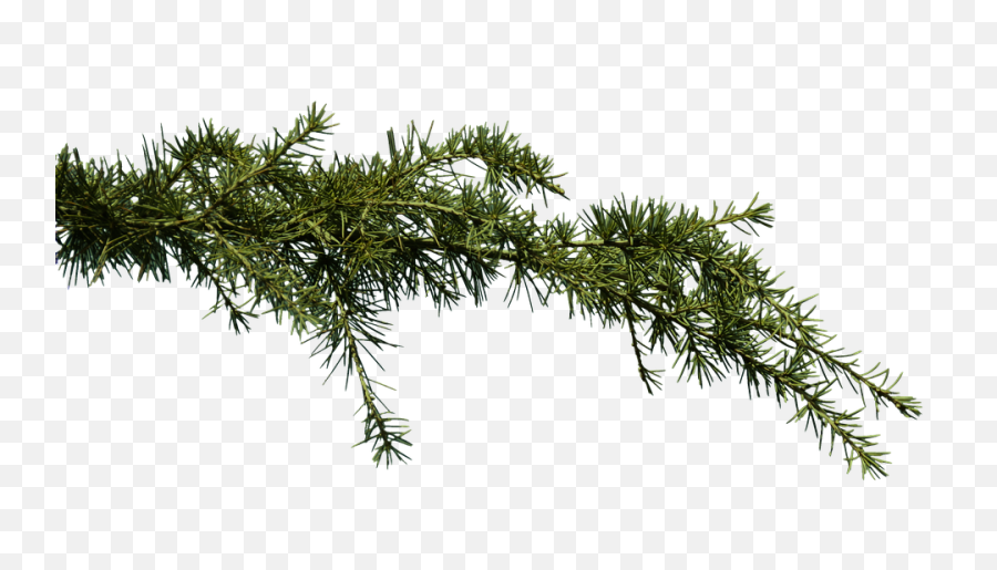 Download Pine Branch Png Image With - Transparent Pine Branch,Pine Branch Png