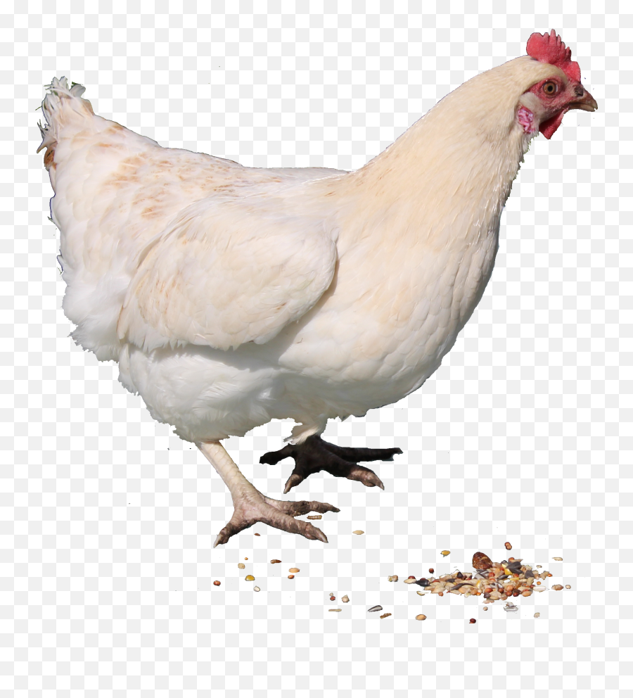 Chicken Png Transparent Images - Transparent Chicken Png,Chicken Png