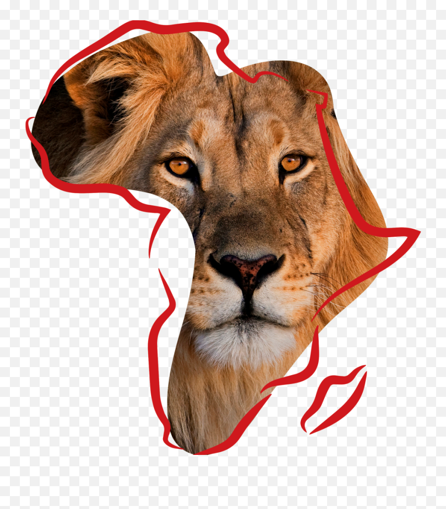 Lion Conservation U2013 Tusk Trail 2021 Png Lioness Icon