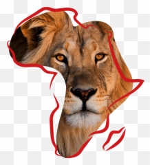 Lion Conservation U2013 Tusk Trail 2021 Png