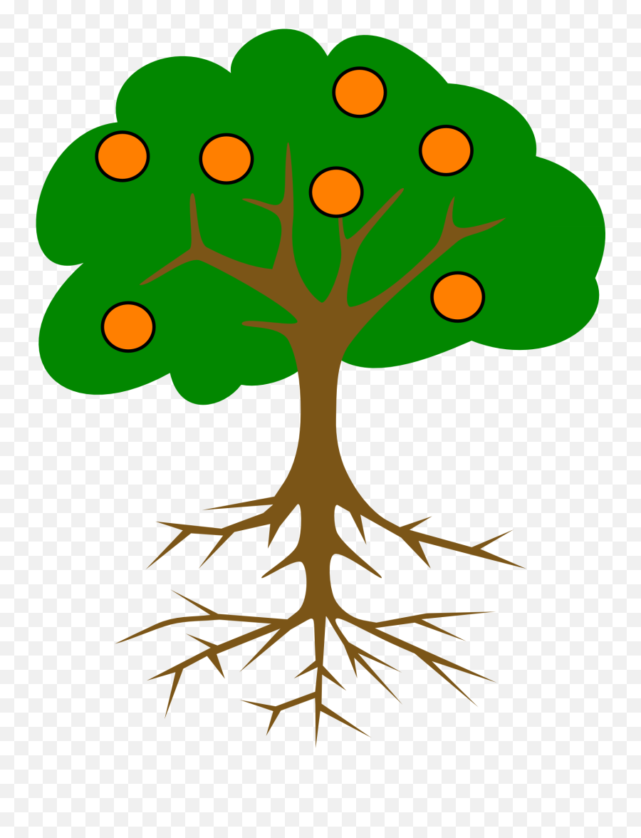 Orange Tree Drawing - Mango Tree Root System Png,Orange Tree Png