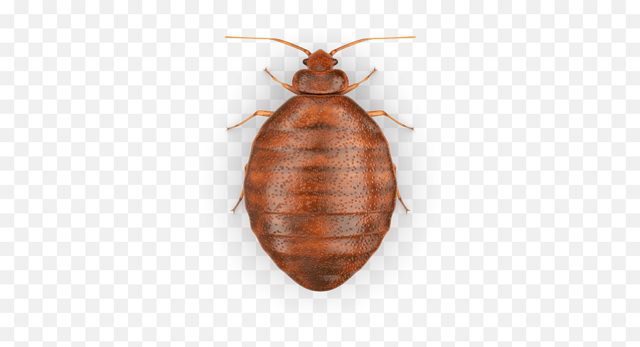 Download Free Bed Bug Photos Image Icon - Bed Bug Transparent Background Png,Flea Icon