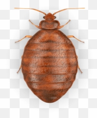 Download Free Bed Bug Photos Image Icon - Transparent Background png