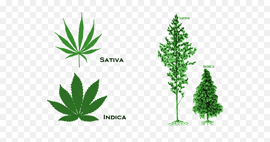 Learn Everything You Need To Know About Treating Cannabis - Indica Vs Sativa Plant Png,Weed Transparent Background