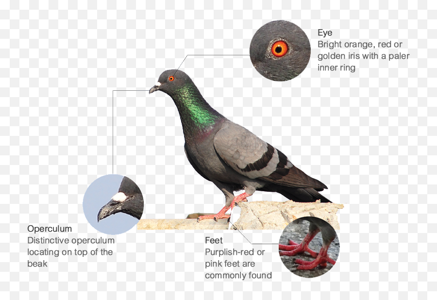 No Feeding Of Wild Animals And Feral Pigeons - Feral Pigeons Png,Pigeons Png