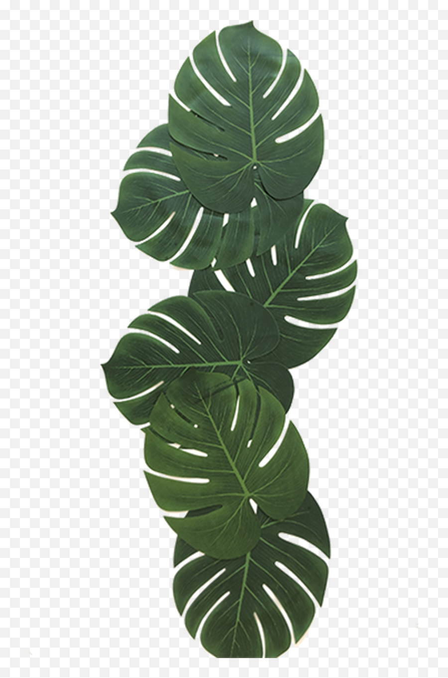 Tropical Leaves - Illustration Png,Tropical Leaf Png